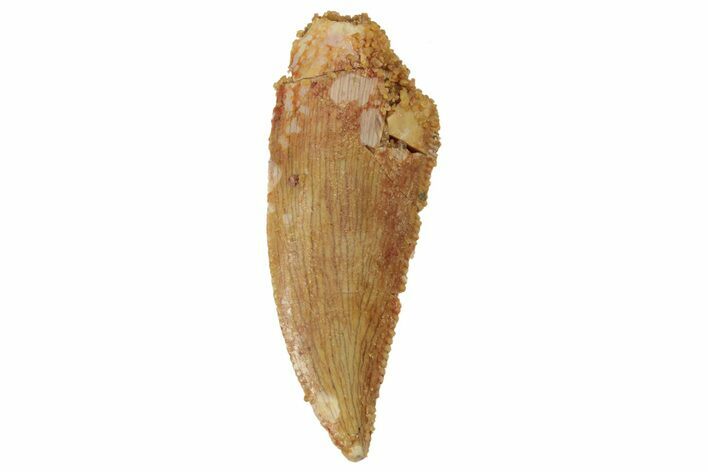 Serrated, Raptor Tooth - Real Dinosaur Tooth #234910